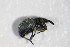  ( - GBOL_Col_FK_4197)  @12 [ ] CreativeCommons - Attribution Non-Commercial Share-Alike (2015) Unspecified SNSB, Zoologische Staatssammlung Muenchen