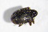  ( - GBOL_Col_FK_4207)  @12 [ ] CreativeCommons - Attribution Non-Commercial Share-Alike (2015) Unspecified SNSB, Zoologische Staatssammlung Muenchen