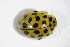  ( - GBOL_Col_FK_4208)  @12 [ ] CreativeCommons - Attribution Non-Commercial Share-Alike (2015) Unspecified SNSB, Zoologische Staatssammlung Muenchen