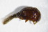  ( - GBOL_Col_FK_4215)  @12 [ ] CreativeCommons - Attribution Non-Commercial Share-Alike (2015) Unspecified SNSB, Zoologische Staatssammlung Muenchen