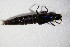  ( - GBOL_Col_FK_4255)  @13 [ ] CreativeCommons - Attribution Non-Commercial Share-Alike (2015) Unspecified SNSB, Zoologische Staatssammlung Muenchen