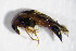  ( - GBOL_Col_FK_4260)  @11 [ ] CreativeCommons - Attribution Non-Commercial Share-Alike (2015) Unspecified SNSB, Zoologische Staatssammlung Muenchen