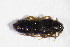  ( - GBOL_Col_FK_4270)  @13 [ ] CreativeCommons - Attribution Non-Commercial Share-Alike (2015) Unspecified SNSB, Zoologische Staatssammlung Muenchen