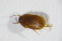  ( - GBOL_Col_FK_4287)  @13 [ ] CreativeCommons - Attribution Non-Commercial Share-Alike (2015) Unspecified SNSB, Zoologische Staatssammlung Muenchen