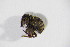  ( - GBOL_Col_FK_4288)  @11 [ ] CreativeCommons - Attribution Non-Commercial Share-Alike (2015) Unspecified SNSB, Zoologische Staatssammlung Muenchen