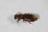  ( - GBOL_Col_FK_4303)  @12 [ ] CreativeCommons - Attribution Non-Commercial Share-Alike (2015) Unspecified SNSB, Zoologische Staatssammlung Muenchen