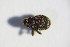  ( - GBOL_Col_FK_4308)  @11 [ ] CreativeCommons - Attribution Non-Commercial Share-Alike (2015) Unspecified SNSB, Zoologische Staatssammlung Muenchen