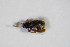 ( - GBOL_Col_FK_4321)  @11 [ ] CreativeCommons - Attribution Non-Commercial Share-Alike (2015) Unspecified SNSB, Zoologische Staatssammlung Muenchen