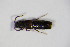  ( - GBOL_Col_FK_4324)  @11 [ ] CreativeCommons - Attribution Non-Commercial Share-Alike (2015) Unspecified SNSB, Zoologische Staatssammlung Muenchen