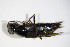  ( - GBOL_Col_FK_4348)  @11 [ ] CreativeCommons - Attribution Non-Commercial Share-Alike (2015) Unspecified SNSB, Zoologische Staatssammlung Muenchen