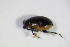  ( - GBOL_Col_FK_4431)  @12 [ ] CreativeCommons - Attribution Non-Commercial Share-Alike (2015) Unspecified SNSB, Zoologische Staatssammlung Muenchen