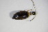  (Calomicrus circumfusus - GBOL_Col_FK_4562)  @13 [ ] CreativeCommons - Attribution Non-Commercial Share-Alike (2015) Unspecified SNSB, Zoologische Staatssammlung Muenchen
