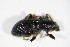  ( - GBOL_Col_FK_4567)  @12 [ ] CreativeCommons - Attribution Non-Commercial Share-Alike (2015) Unspecified SNSB, Zoologische Staatssammlung Muenchen