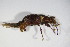  ( - GBOL_Col_FK_4574)  @12 [ ] CreativeCommons - Attribution Non-Commercial Share-Alike (2015) Unspecified SNSB, Zoologische Staatssammlung Muenchen