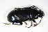  (Pterostichus melas - GBOL_Col_FK_4575)  @13 [ ] CreativeCommons - Attribution Non-Commercial Share-Alike (2015) Unspecified SNSB, Zoologische Staatssammlung Muenchen