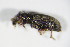  ( - GBOL_Col_FK_4580)  @11 [ ] CreativeCommons - Attribution Non-Commercial Share-Alike (2015) Unspecified SNSB, Zoologische Staatssammlung Muenchen