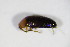  (Anaspis costai - GBOL_Col_FK_4603)  @13 [ ] CreativeCommons - Attribution Non-Commercial Share-Alike (2015) Unspecified SNSB, Zoologische Staatssammlung Muenchen