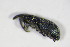  (Ceratapion gibbirostre - GBOL_Col_FK_4625)  @13 [ ] CreativeCommons - Attribution Non-Commercial Share-Alike (2015) Unspecified SNSB, Zoologische Staatssammlung Muenchen