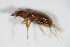  ( - GBOL_Col_FK_4639)  @12 [ ] CreativeCommons - Attribution Non-Commercial Share-Alike (2015) Unspecified SNSB, Zoologische Staatssammlung Muenchen