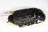  ( - GBOL_Col_FK_4645)  @13 [ ] CreativeCommons - Attribution Non-Commercial Share-Alike (2015) Unspecified SNSB, Zoologische Staatssammlung Muenchen