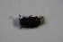  ( - GBOL_Col_FK_4656)  @11 [ ] CreativeCommons - Attribution Non-Commercial Share-Alike (2015) Unspecified SNSB, Zoologische Staatssammlung Muenchen