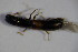  ( - GBOL_Col_FK_4678)  @12 [ ] CreativeCommons - Attribution Non-Commercial Share-Alike (2015) Unspecified SNSB, Zoologische Staatssammlung Muenchen