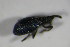  ( - GBOL_Col_FK_5044)  @12 [ ] CreativeCommons - Attribution Non-Commercial Share-Alike (2015) Unspecified SNSB, Zoologische Staatssammlung Muenchen