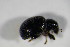  (Omias - GBOL_Col_FK_5067)  @12 [ ] CreativeCommons - Attribution Non-Commercial Share-Alike (2015) Unspecified SNSB, Zoologische Staatssammlung Muenchen