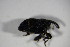  ( - GBOL_Col_FK_5071)  @12 [ ] CreativeCommons - Attribution Non-Commercial Share-Alike (2015) Unspecified SNSB, Zoologische Staatssammlung Muenchen