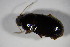  ( - GBOL_Col_FK_5093)  @12 [ ] CreativeCommons - Attribution Non-Commercial Share-Alike (2015) Unspecified SNSB, Zoologische Staatssammlung Muenchen