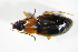  ( - GBOL_Col_FK_2204)  @13 [ ] CreativeCommons - Attribution Non-Commercial Share-Alike (2015) Unspecified SNSB, Zoologische Staatssammlung Muenchen