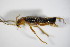  ( - GBOL_Col_FK_2242)  @12 [ ] CreativeCommons - Attribution Non-Commercial Share-Alike (2015) Unspecified SNSB, Zoologische Staatssammlung Muenchen