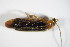  ( - GBOL_Col_FK_2243)  @12 [ ] CreativeCommons - Attribution Non-Commercial Share-Alike (2015) Unspecified SNSB, Zoologische Staatssammlung Muenchen