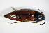  ( - GBOL_Col_FK_2250)  @11 [ ] CreativeCommons - Attribution Non-Commercial Share-Alike (2015) Unspecified SNSB, Zoologische Staatssammlung Muenchen
