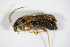  ( - GBOL_Col_FK_2251)  @12 [ ] CreativeCommons - Attribution Non-Commercial Share-Alike (2015) Unspecified SNSB, Zoologische Staatssammlung Muenchen