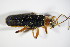  ( - GBOL_Col_FK_2262)  @11 [ ] CreativeCommons - Attribution Non-Commercial Share-Alike (2015) Unspecified SNSB, Zoologische Staatssammlung Muenchen