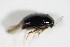 ( - GBOL_Col_FK_2286)  @11 [ ] CreativeCommons - Attribution Non-Commercial Share-Alike (2015) Unspecified SNSB, Zoologische Staatssammlung Muenchen