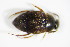  ( - GBOL_Col_FK_2287)  @11 [ ] CreativeCommons - Attribution Non-Commercial Share-Alike (2015) Unspecified SNSB, Zoologische Staatssammlung Muenchen
