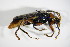  ( - GBOL_Col_FK_2288)  @12 [ ] CreativeCommons - Attribution Non-Commercial Share-Alike (2015) Unspecified SNSB, Zoologische Staatssammlung Muenchen