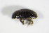  (Lamiogethes sulcatus - GBOL_Col_FK_2320)  @13 [ ] CreativeCommons - Attribution Non-Commercial Share-Alike (2015) Unspecified SNSB, Zoologische Staatssammlung Muenchen