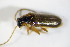  (Rhagonycha testacea - GBOL_Col_FK_2335)  @13 [ ] CreativeCommons - Attribution Non-Commercial Share-Alike (2015) Unspecified SNSB, Zoologische Staatssammlung Muenchen