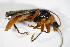  ( - GBOL_Col_FK_2354)  @13 [ ] CreativeCommons - Attribution Non-Commercial Share-Alike (2015) Unspecified SNSB, Zoologische Staatssammlung Muenchen