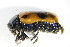  ( - GBOL_Col_FK_2756)  @11 [ ] CreativeCommons - Attribution Non-Commercial Share-Alike (2015) Unspecified SNSB, Zoologische Staatssammlung Muenchen