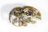  ( - GBOL_Col_FK_2760)  @11 [ ] CreativeCommons - Attribution Non-Commercial Share-Alike (2015) Unspecified SNSB, Zoologische Staatssammlung Muenchen