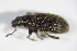  ( - GBOL_Col_FK_2771)  @11 [ ] CreativeCommons - Attribution Non-Commercial Share-Alike (2015) Unspecified SNSB, Zoologische Staatssammlung Muenchen
