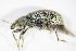  ( - GBOL_Col_FK_2775)  @13 [ ] CreativeCommons - Attribution Non-Commercial Share-Alike (2015) Unspecified SNSB, Zoologische Staatssammlung Muenchen