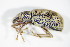  ( - GBOL_Col_FK_2776)  @13 [ ] CreativeCommons - Attribution Non-Commercial Share-Alike (2015) Unspecified SNSB, Zoologische Staatssammlung Muenchen