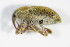  ( - GBOL_Col_FK_2790)  @11 [ ] CreativeCommons - Attribution Non-Commercial Share-Alike (2015) Unspecified SNSB, Zoologische Staatssammlung Muenchen