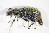  ( - GBOL_Col_FK_2791)  @13 [ ] CreativeCommons - Attribution Non-Commercial Share-Alike (2015) Unspecified SNSB, Zoologische Staatssammlung Muenchen