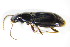  ( - GBOL_Col_FK_2800)  @13 [ ] CreativeCommons - Attribution Non-Commercial Share-Alike (2015) Unspecified SNSB, Zoologische Staatssammlung Muenchen